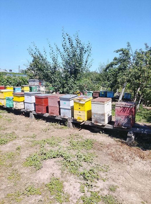 Vând Stupină Productivă – 25 Familii de Albine și Stupi Echipați