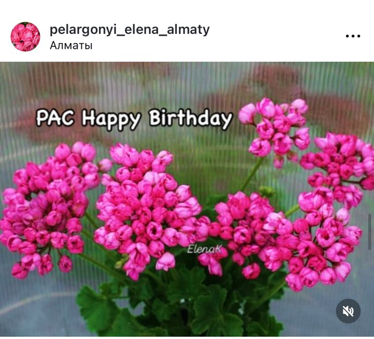 Пеларгония сортовая -черенки, стартеры и кусты