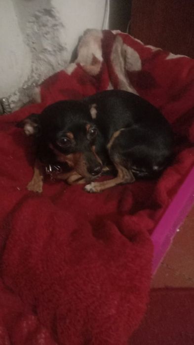 Пинчер вязка нужен кабель