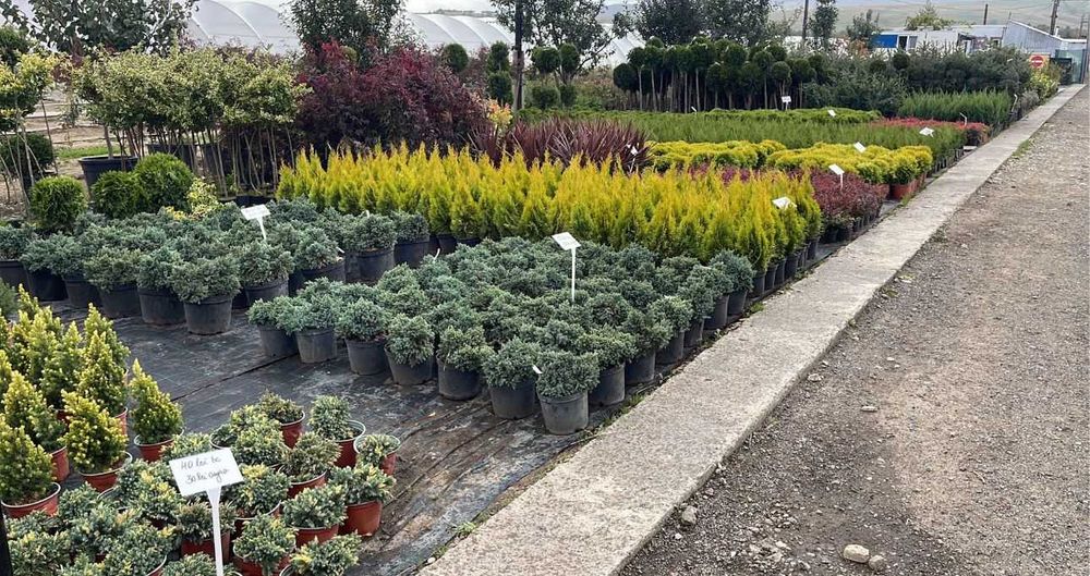 Ienuperi, tuia si plante decorative ornamentale de vanzare