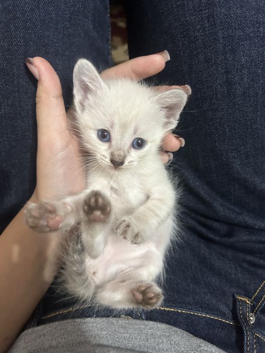котята, отдам в добрые руки