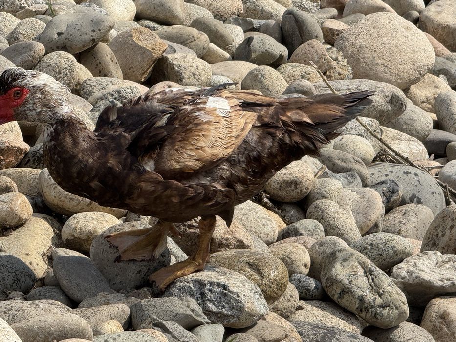 Селезьни по 9000тг
