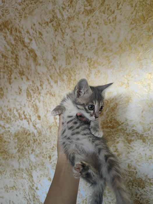 3 маргау сатамын
