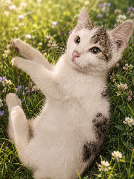 Котенок мальчик ищет себе семью!