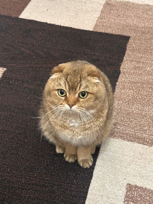 Шотландский вислоухий кот на вязку | Scottish Fold