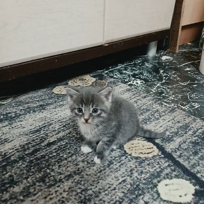 Отдадим котят в добрые руки.