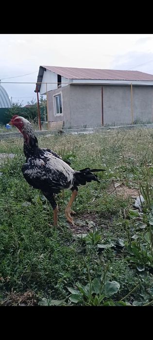 Продам  дакан жужика
