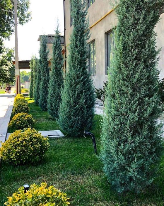 Газон Автополив ручной полив