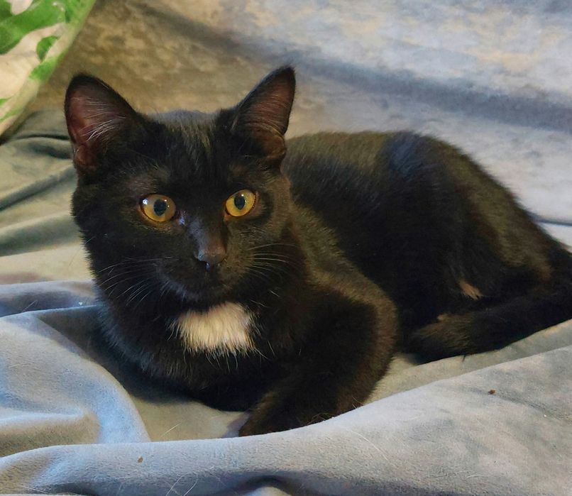 Отдам кошечку, зовут Агата.