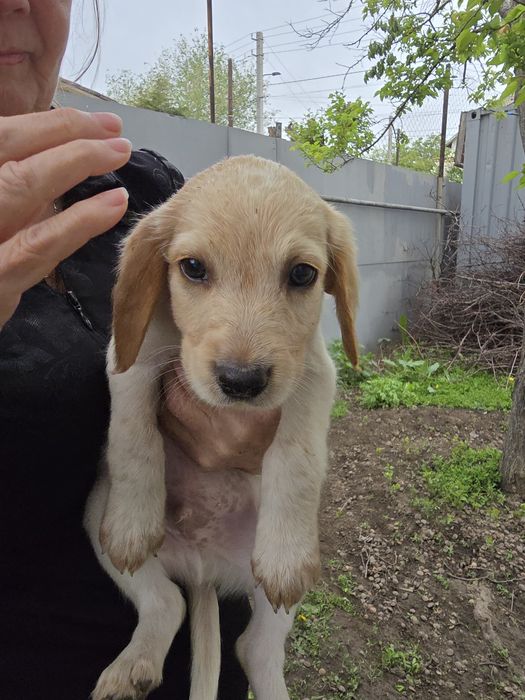 Собаки спаниельки