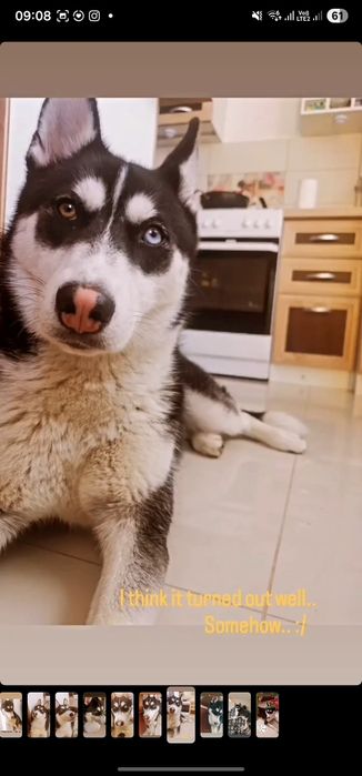 Adopții-husky siberian