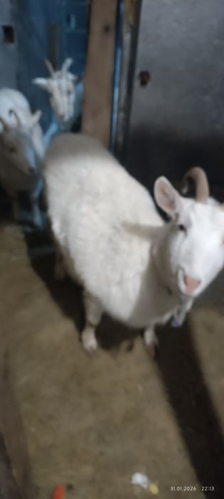 Продам коз  и козлят.