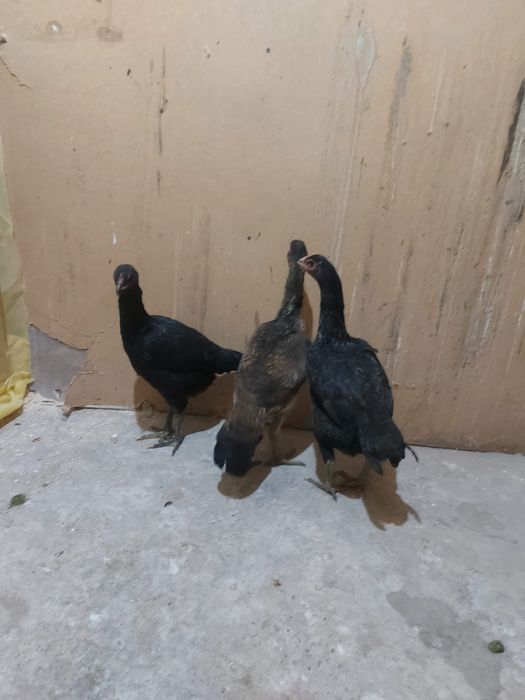 Дакан тауықтар атеш сатылады