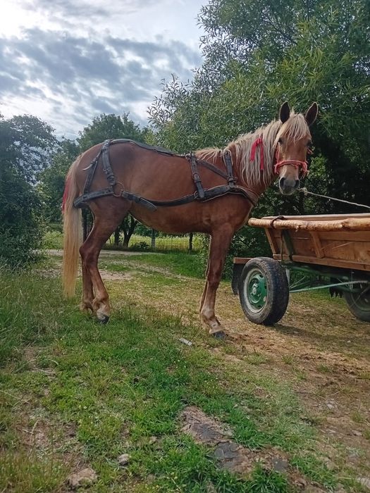 Vând manza 2 ani pusa o data la căruță