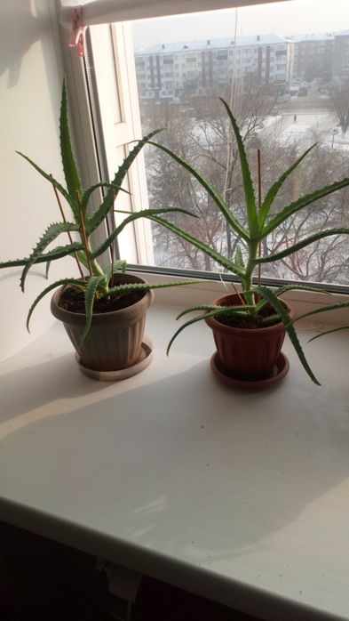 Домашнее  растение Алоэ-столетник