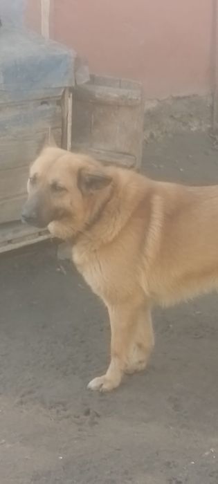 Отдам даром щенят