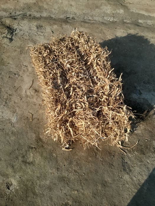 Loviya Pres Sotiladi