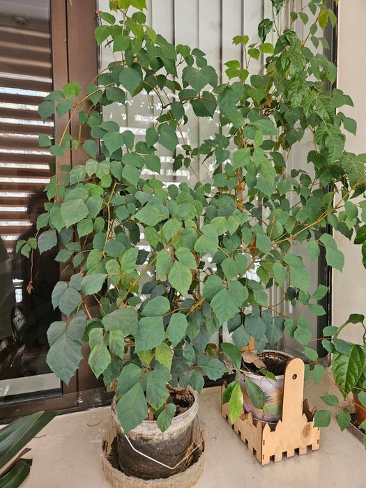 Продам офисные цветы горшки