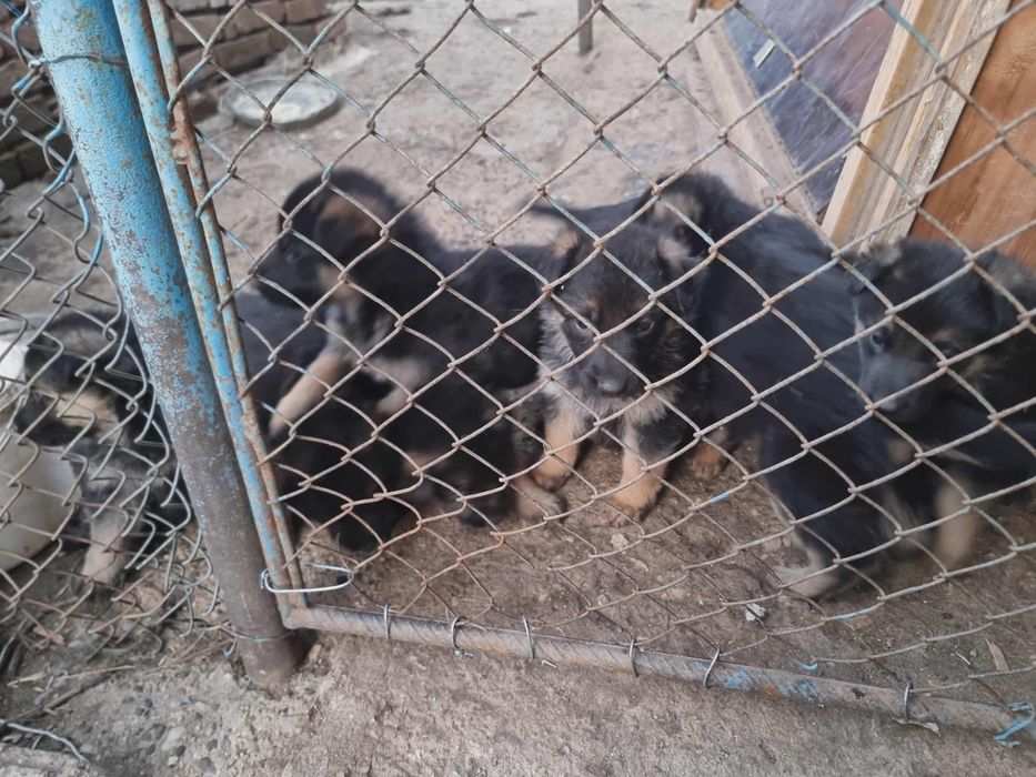 Продавам немски овчарки