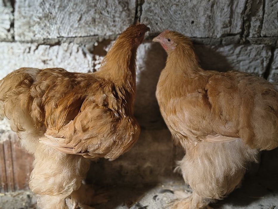 Vand cocosi brahma herminat și cochinchina galben uriaș