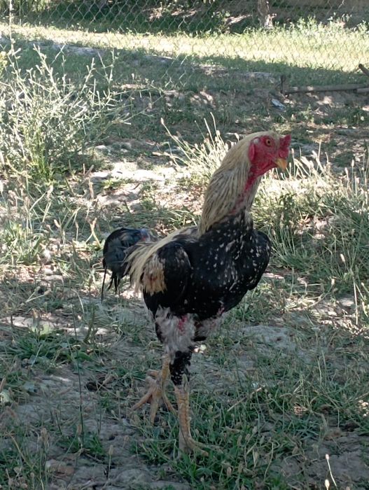 Urdak indeutka 1 ta erak 1 ayol 1 Xuroz sotiladi