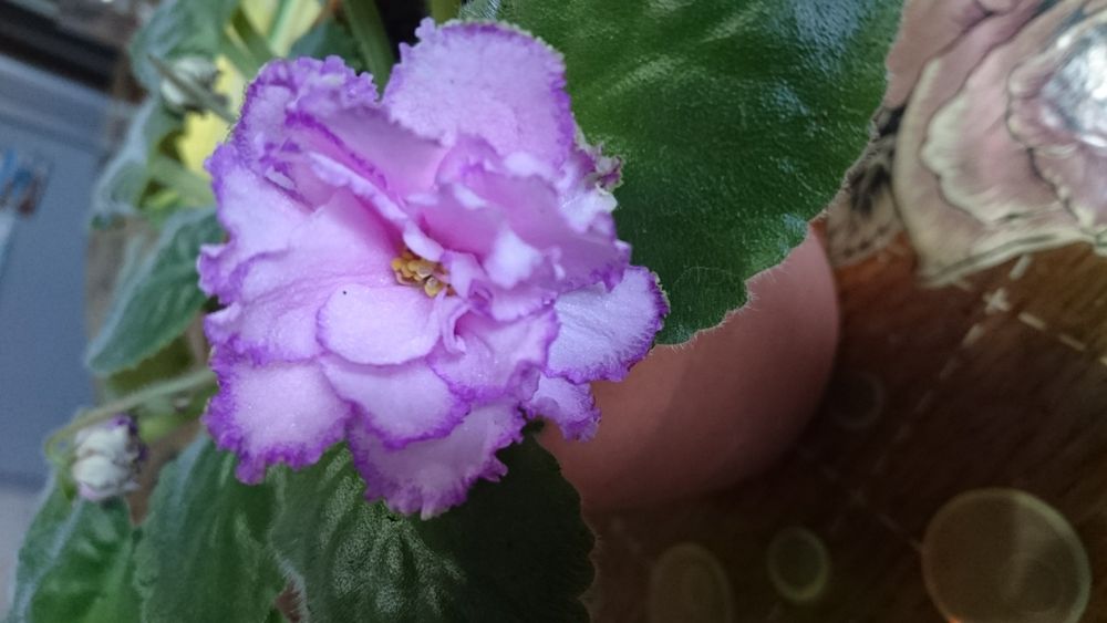 Продам Сортовые фиалки