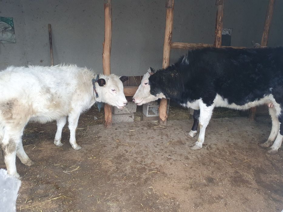 Она бола сигир сотилади Шофирконда