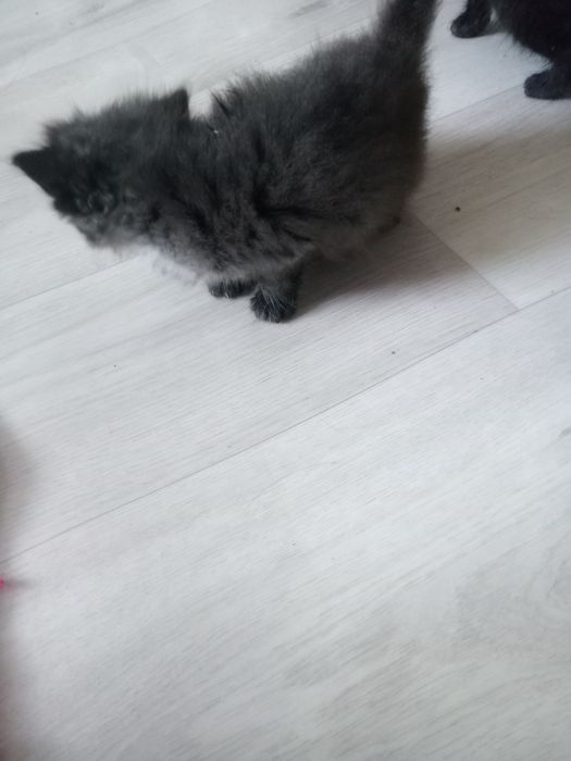 Одам добрые руки котят