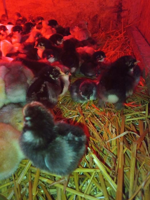 Pui  rasa Australorp