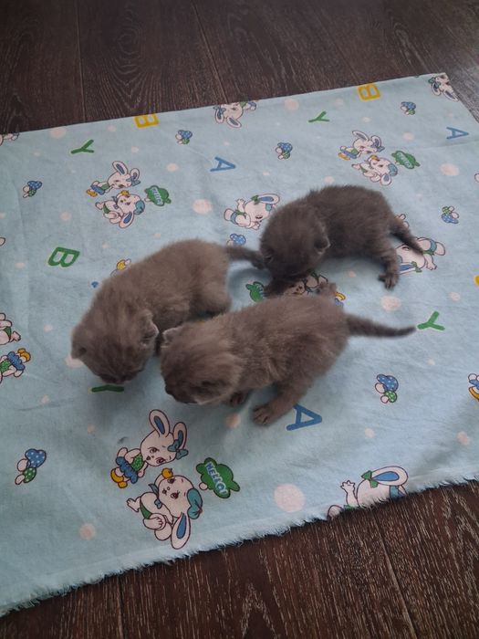Резерв котят с документами