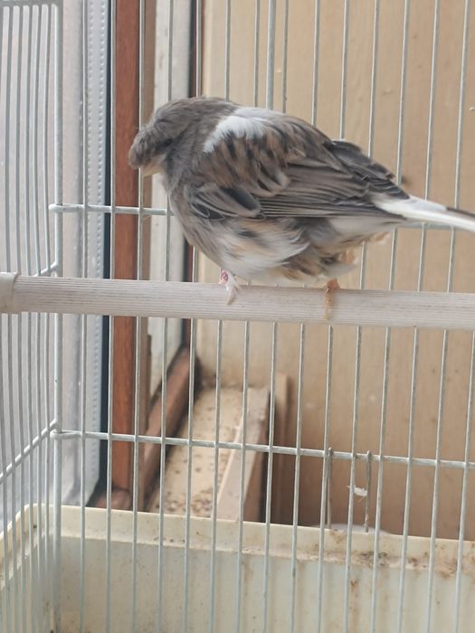 Канарейка  Глостер