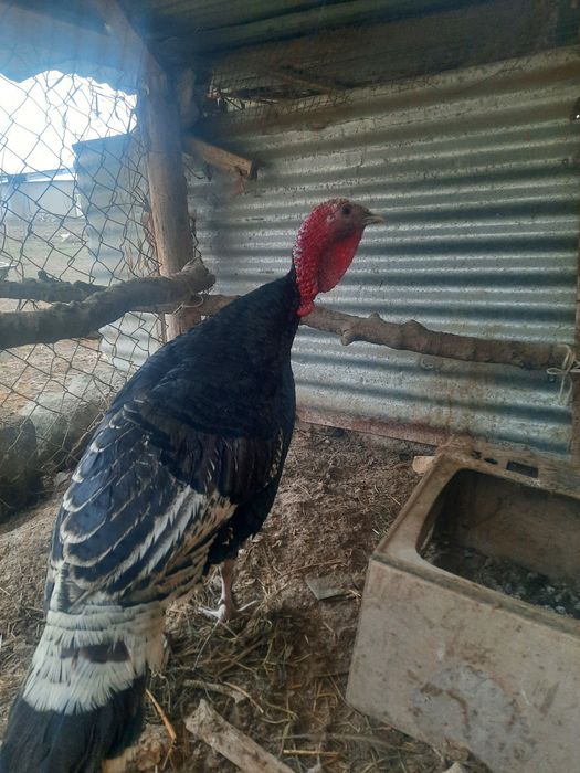 Эркак курка сотилади