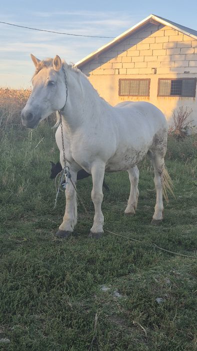 Iapa semigrea romaneasca 800kg greutate garantata 100% pentru caruta