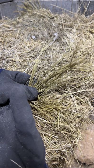 Сено с доставкой. Астана. Косшы.