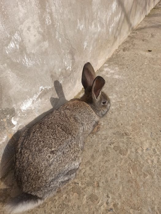 Quyon bolalari Velekan