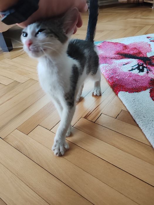 Donez / adopție pisic foarte iubitor