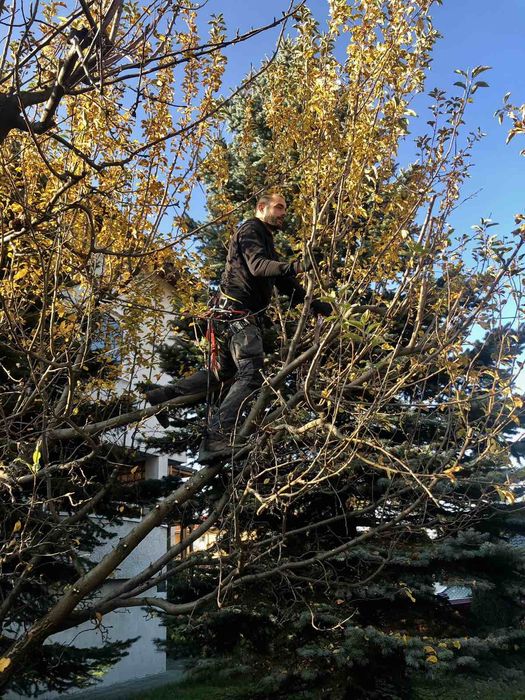 Рязане на дървета