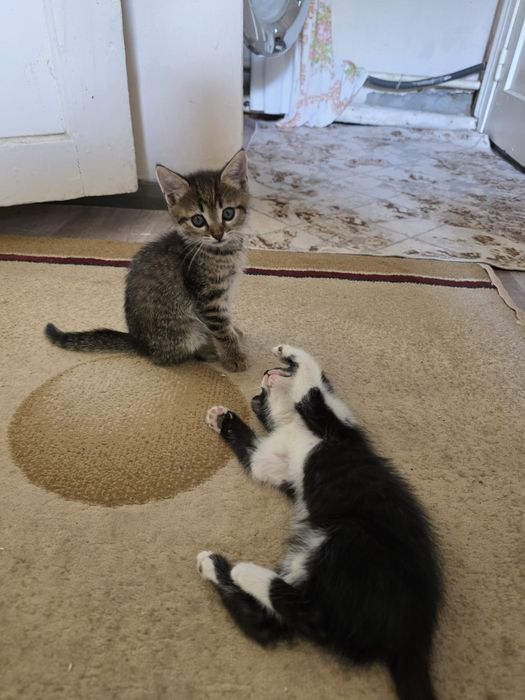 Котята бесплатно двоя мальчик и девочка
