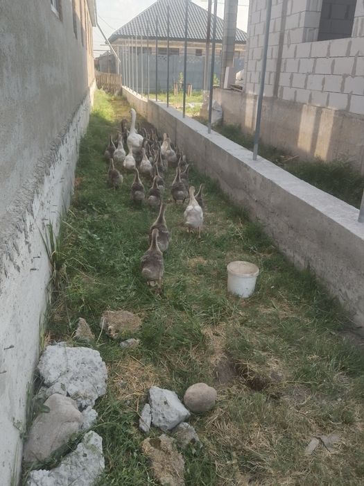 Продам Гусят крупно серые