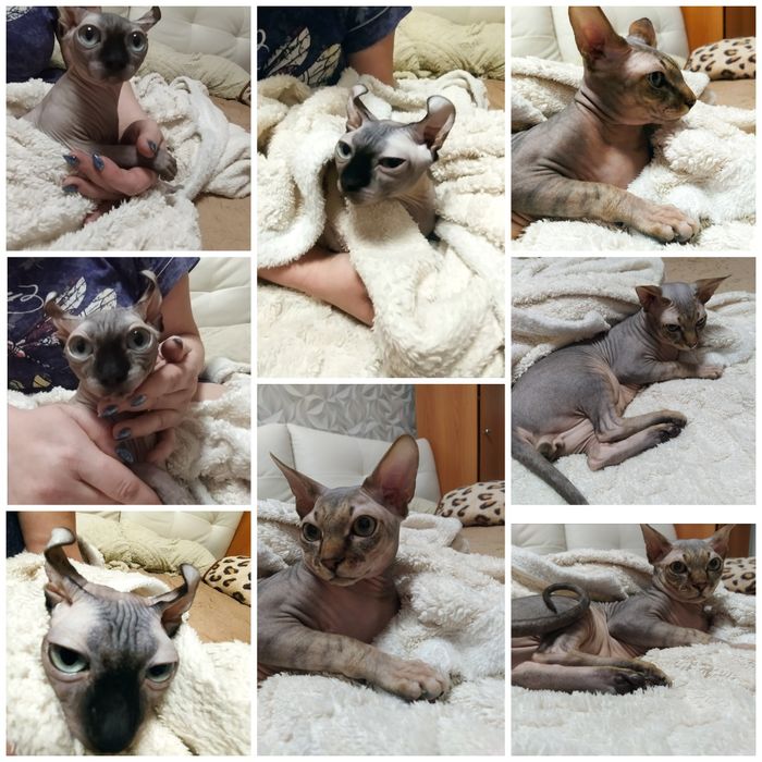 Продаются канадские сфинксы