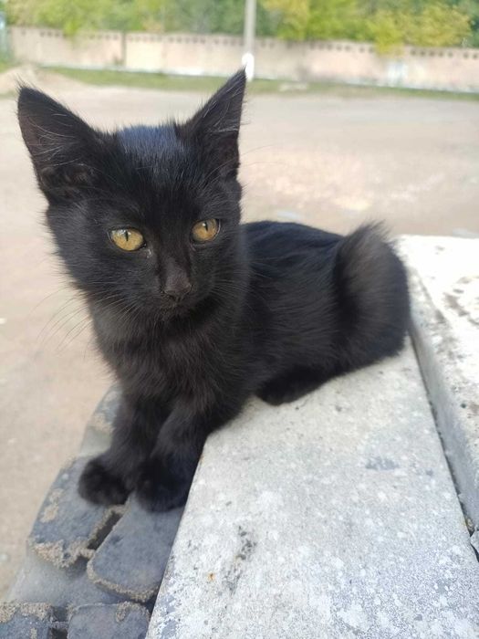 Отдаём в добрые руки котят