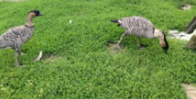 Vând rate exotice și gâște exotice