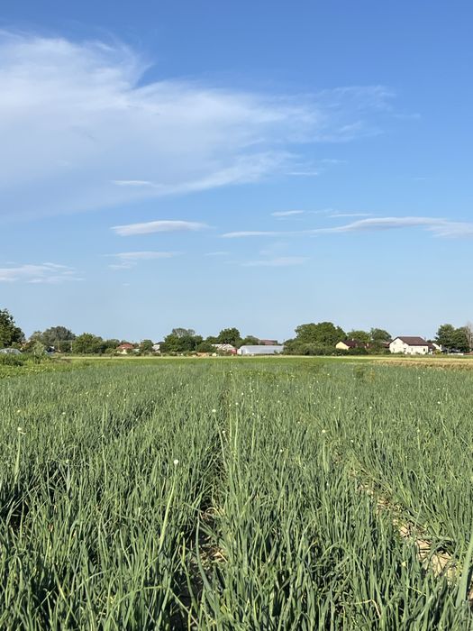 Ceapa verde de vanzare