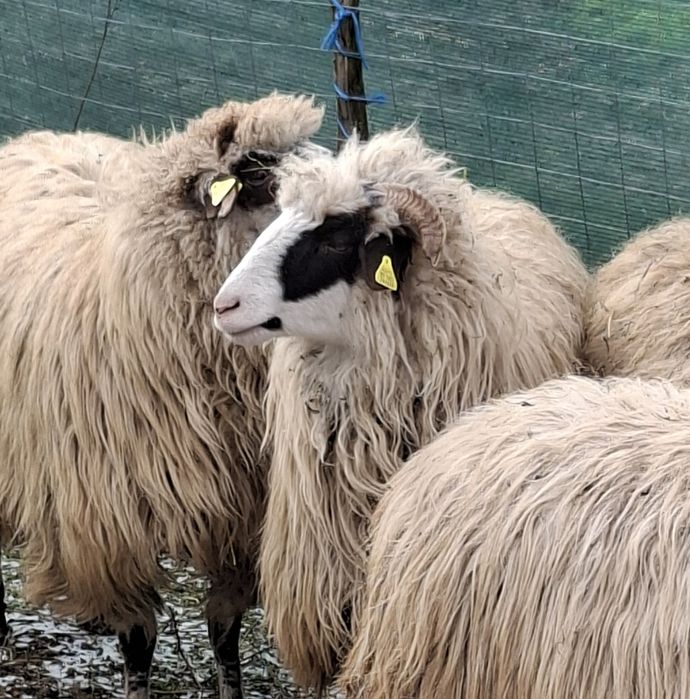 Vand mielute de un an