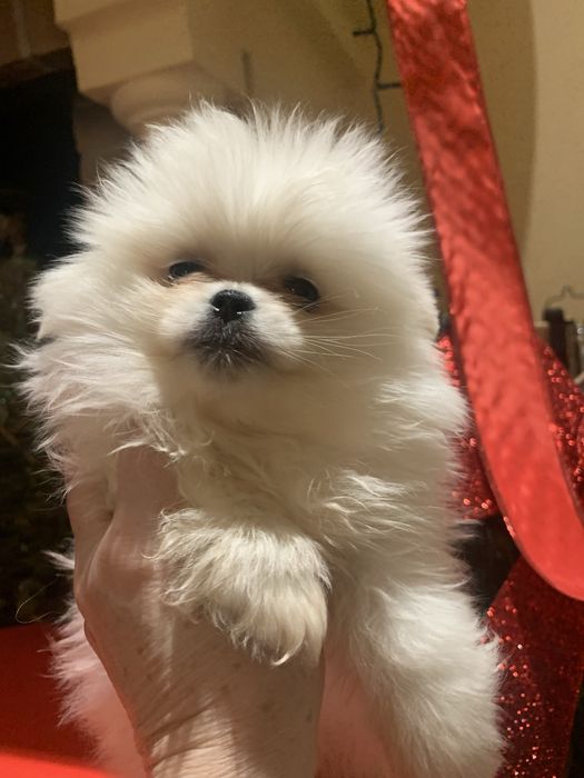 Pomeranian fetita