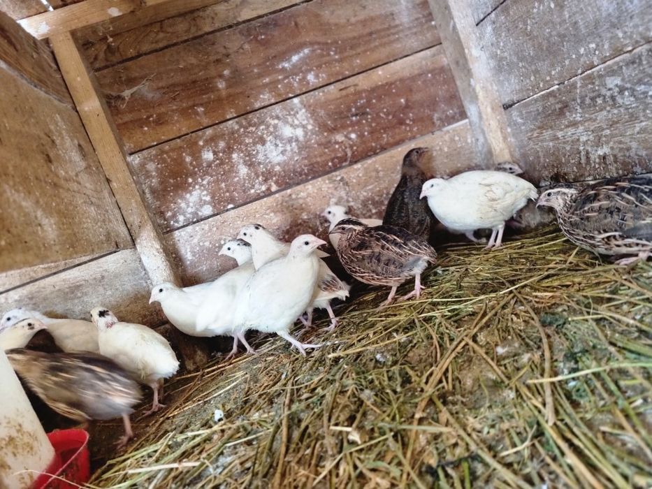 Se vând prepelite tinere și crescute natural