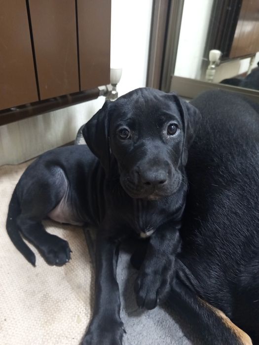 Отдам в добрые руки