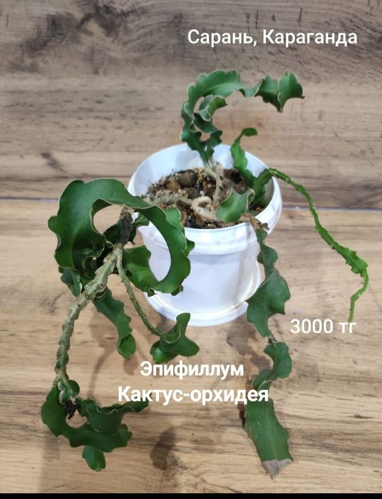 Суккуленты, кактусы,алоэ