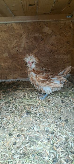 Vand 2 cocosi de matase japoneza/paduana frezata