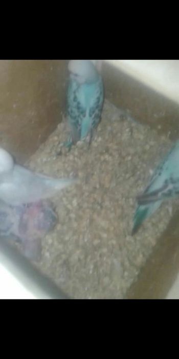 Кушлар сотилади соглом